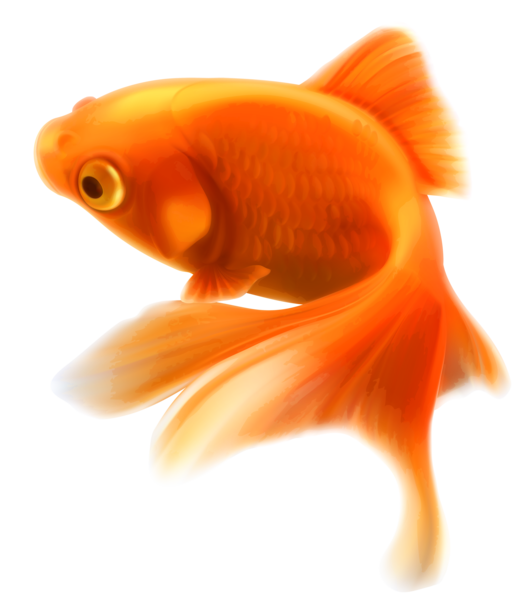 Photo of a fish